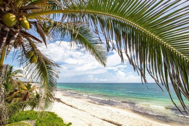 TULUM BEACH WITH PALM LEAVE THAT FRAMES