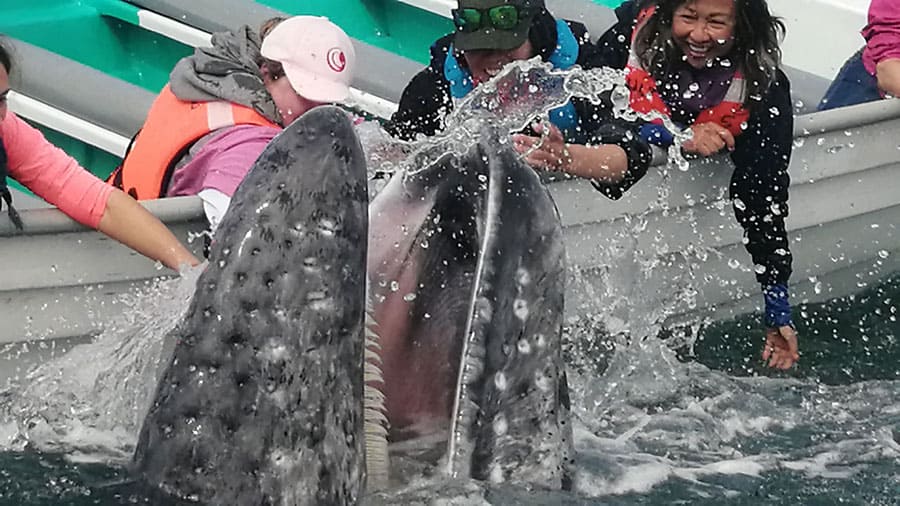 grey whale