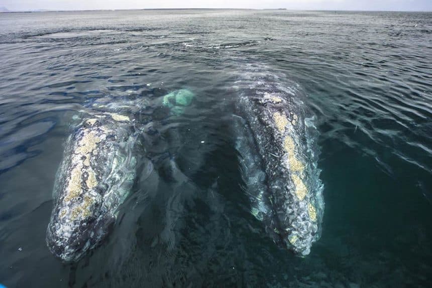 San Ignacio whales
