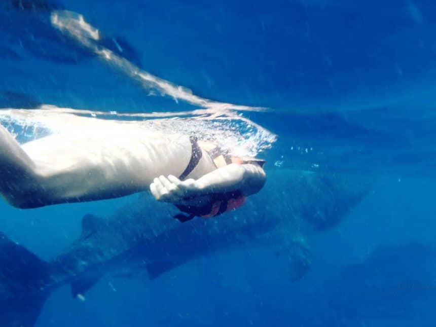 swimming with whale sharks