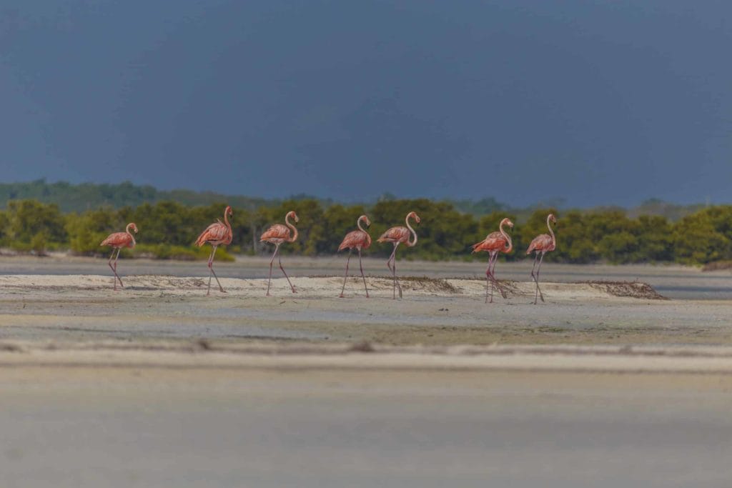 rio lagartos pink flamingos