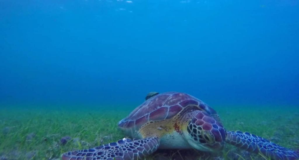 akumal turtle