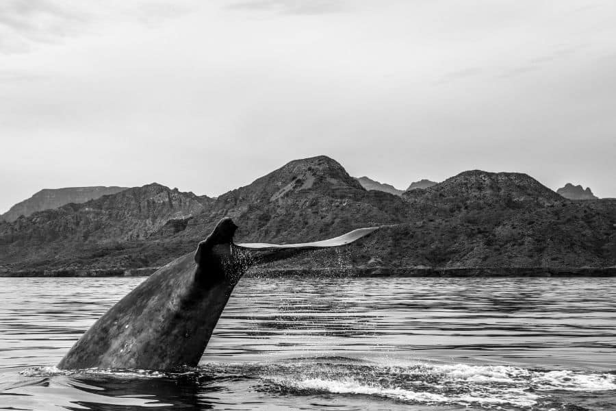 blue whale tail in black and white