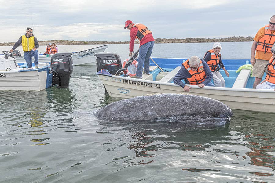 whale watching lopez mateo