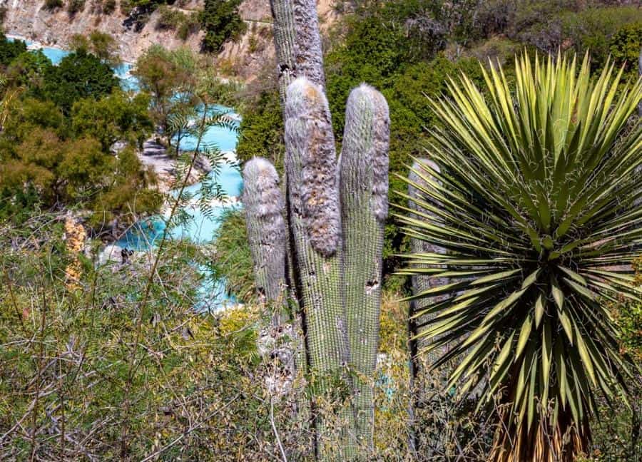 aerial view of a river with cactus and vegetation 