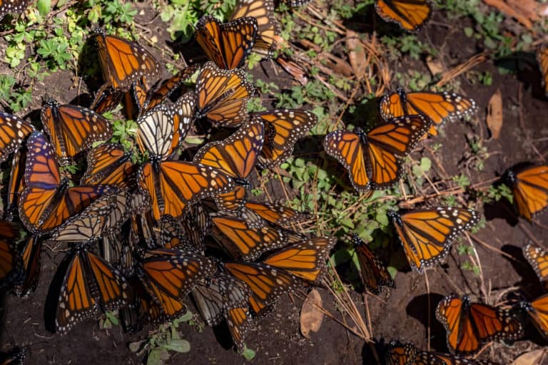 A cluster of vibrant monarch butterflies rests on the ground, surrounded by green plants and sunlight filtering through.