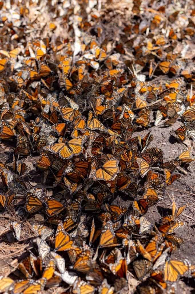 Monarc butterfly