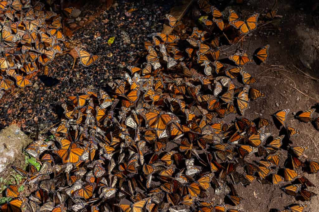 mariposas-monarcas