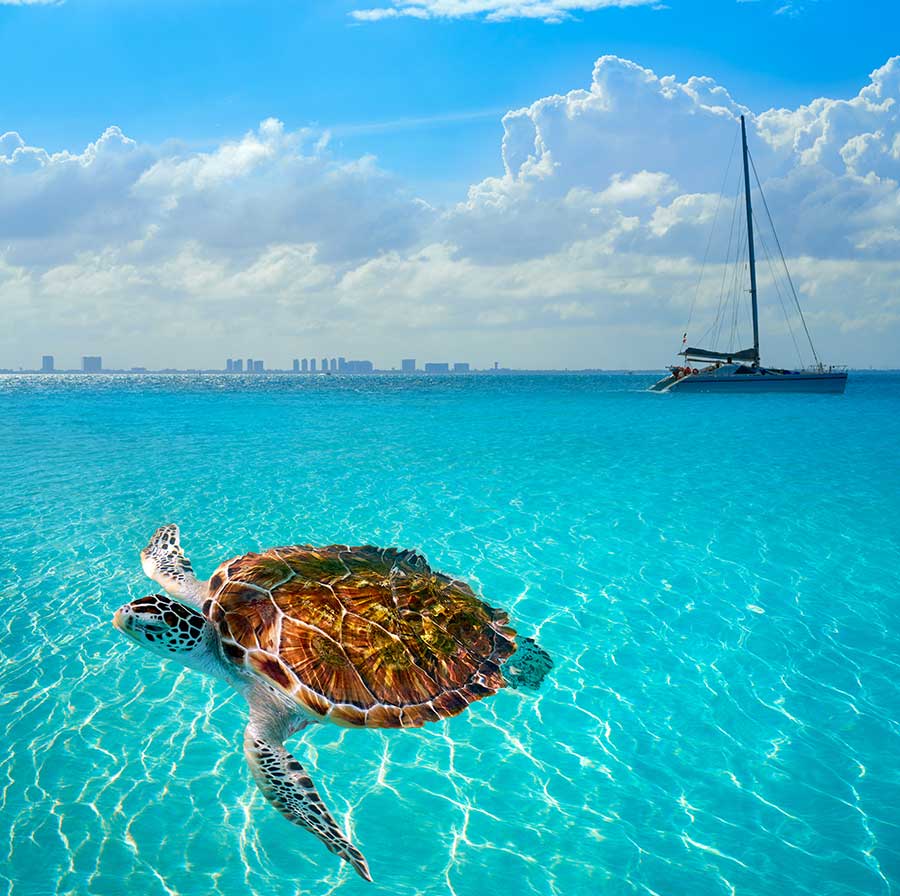 Isla mujeres catamaran and turtle