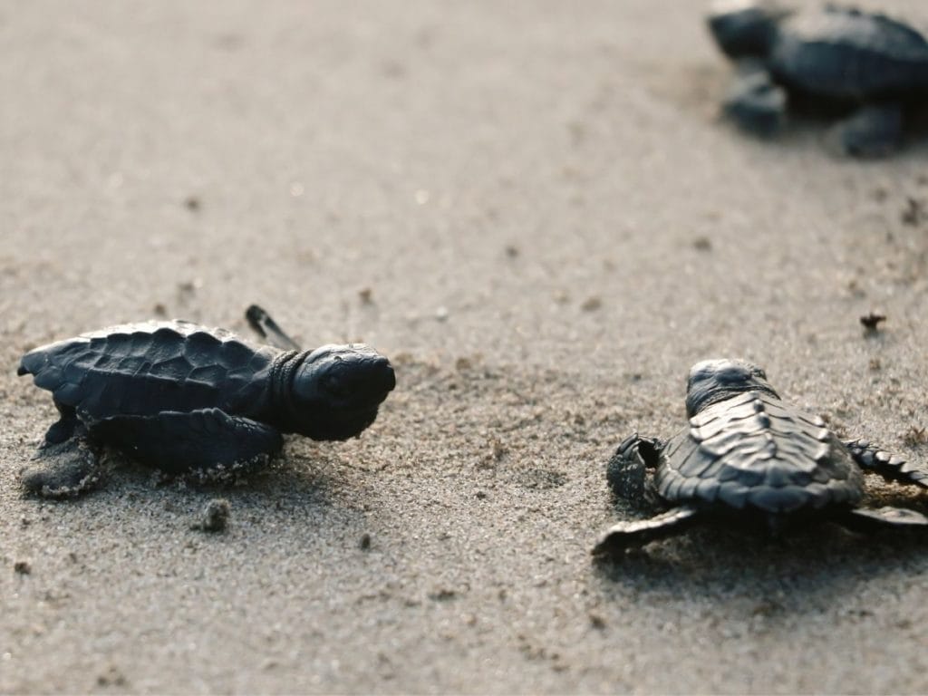 Sea turtle walking on the beach