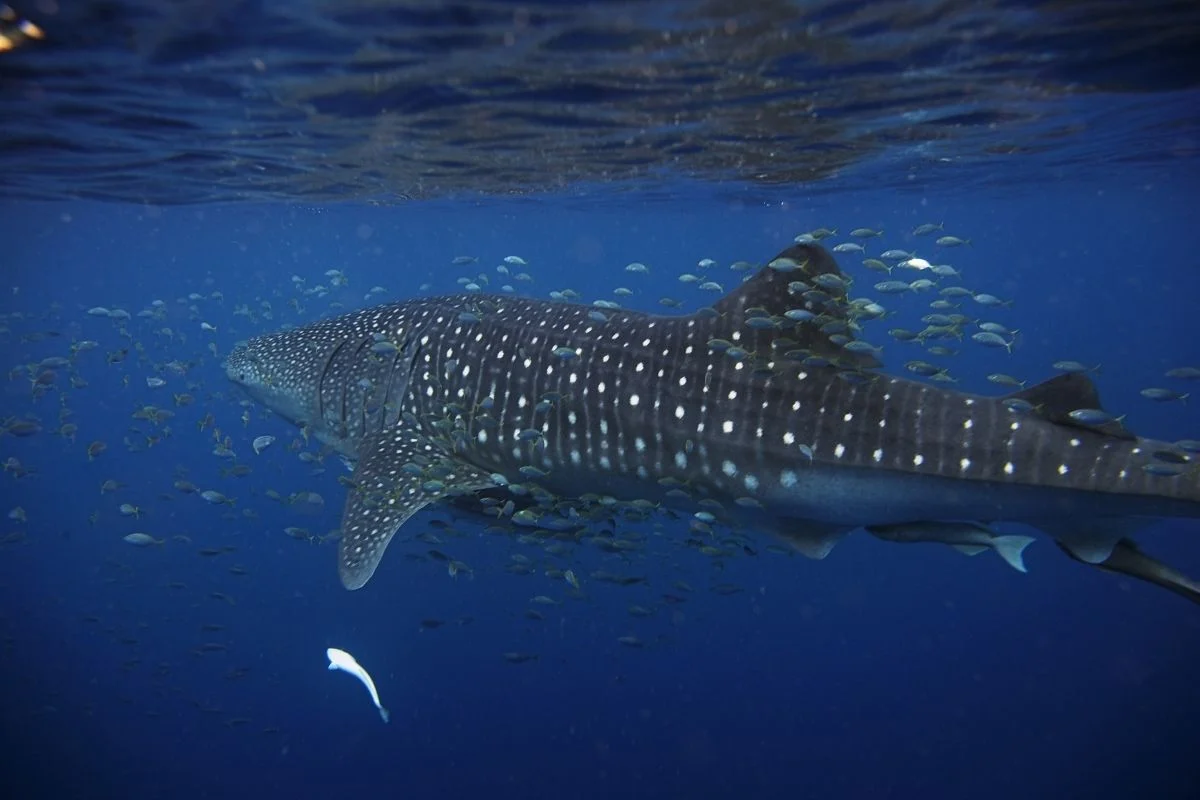 whale shark swimming surrounded by fishes