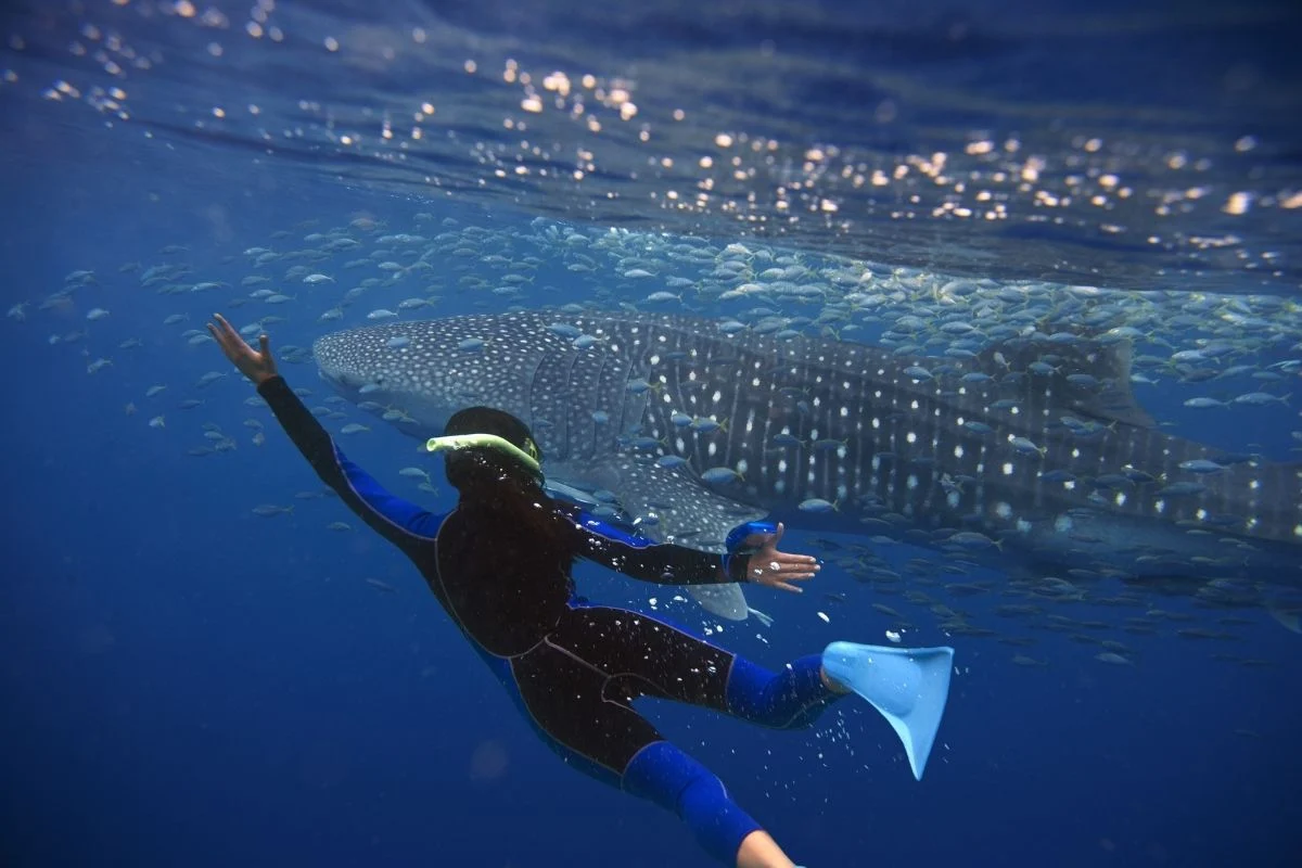 snorkeler swimming with whale sharks