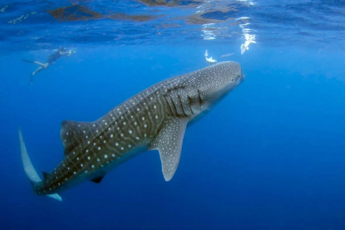 whale shark swimming to the surface - swimming with whale sharks
