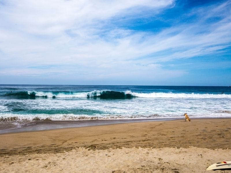 Zicatela beach - a dog watching the waves
