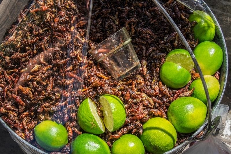 Chapulines