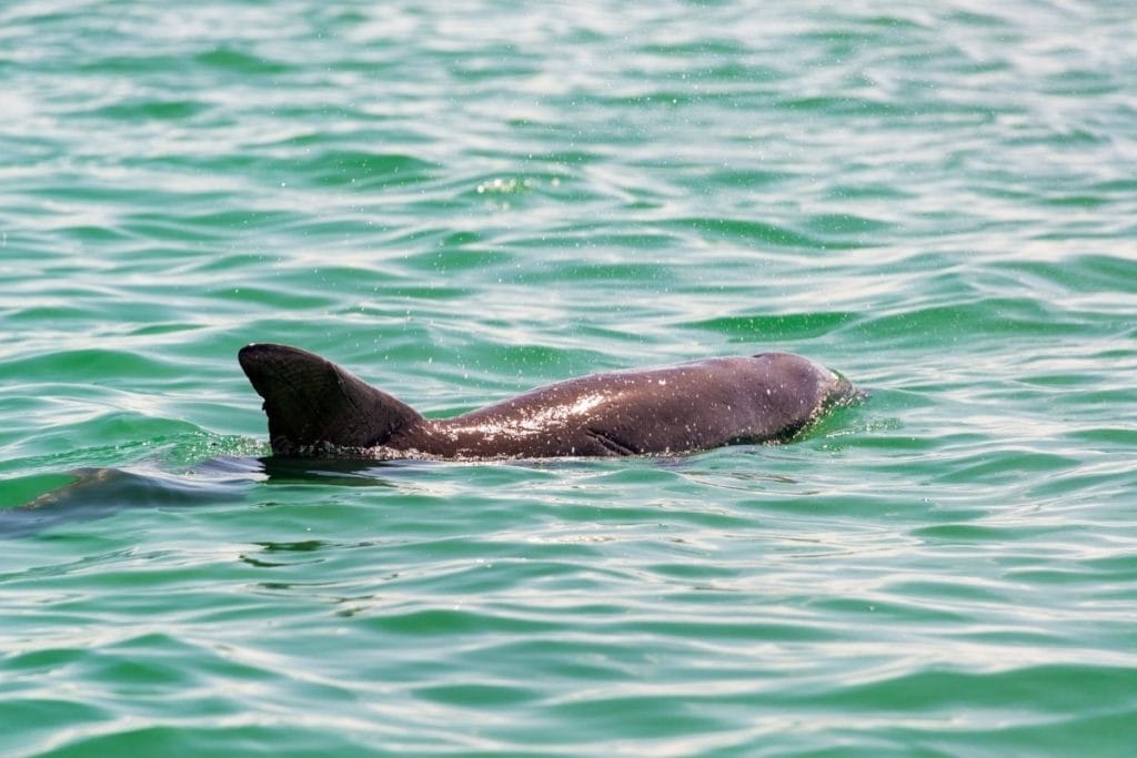 Siaan Ka'an dolphin 