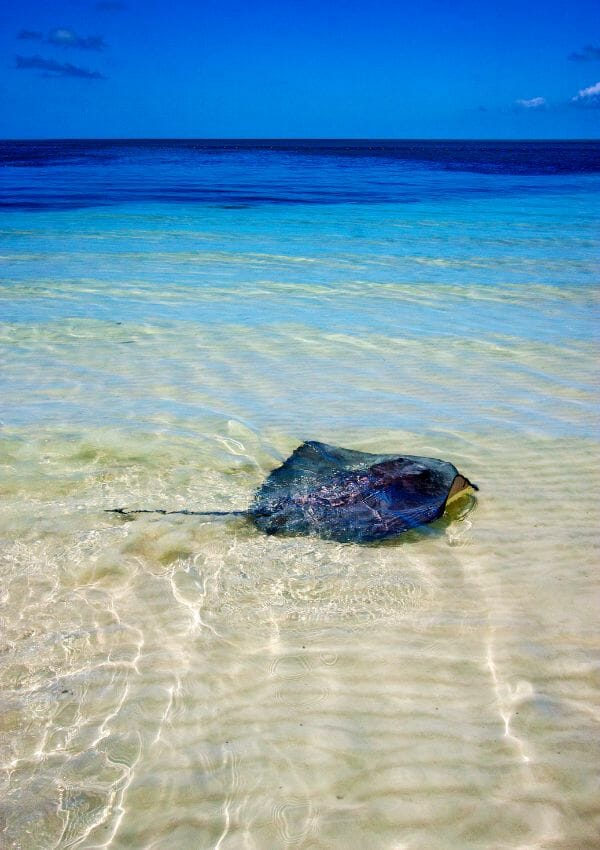 MAnta Ray in Contoy Island