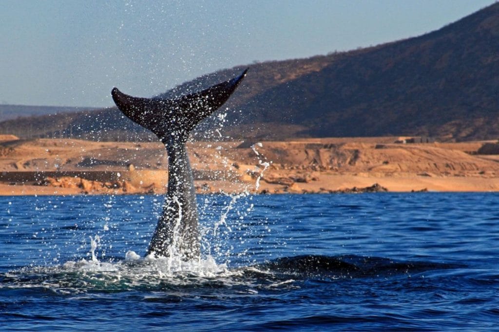 Whale watching los cabos