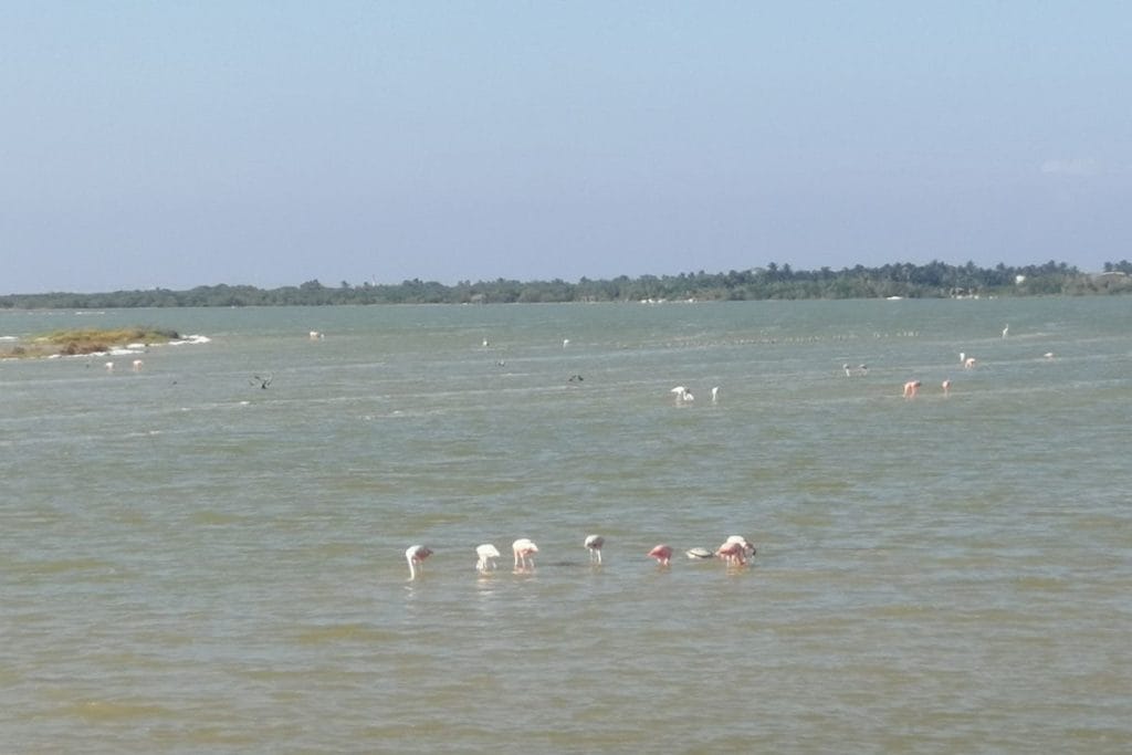 El cuyo flamingos