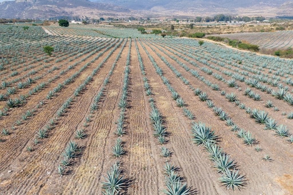 Agave field