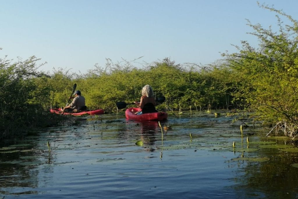 Kayak tour mangroves