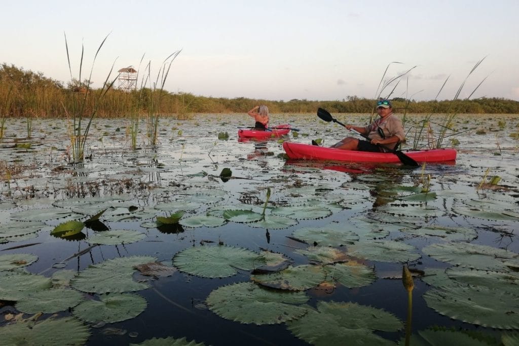 Kayak tour among lirios