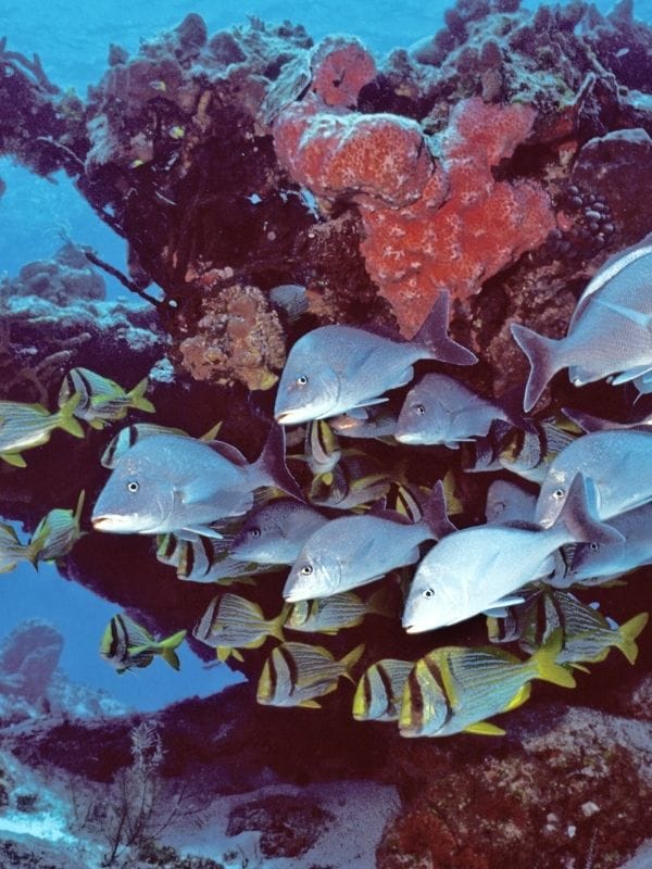 Coral fishes in Cozumel