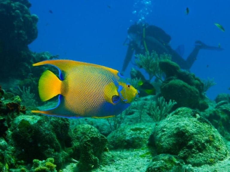 Man diving behind an angel fish - Best Dive Shop in Cozumel