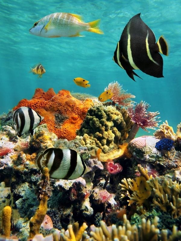 Cozumel fish corals