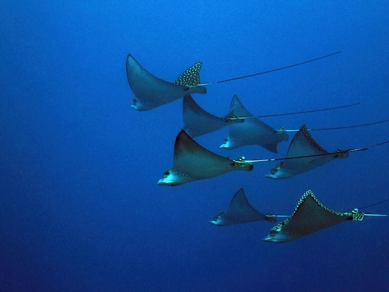 Cozumel Manta Ray