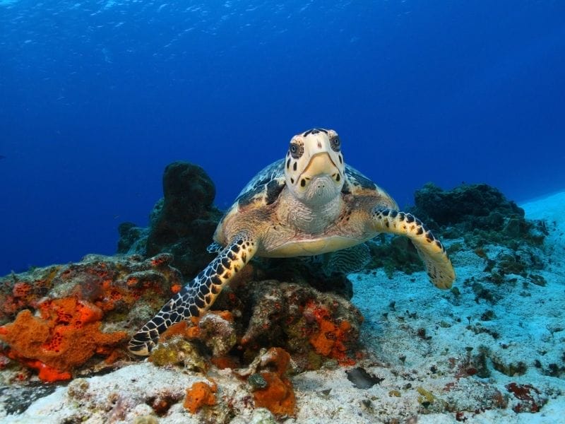 Cozumel Turtle