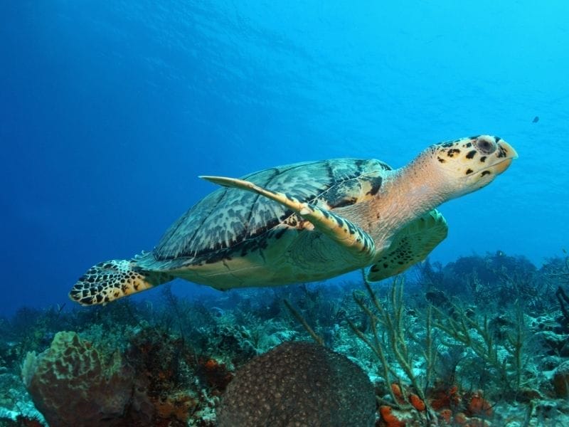 Cozumel Turtle