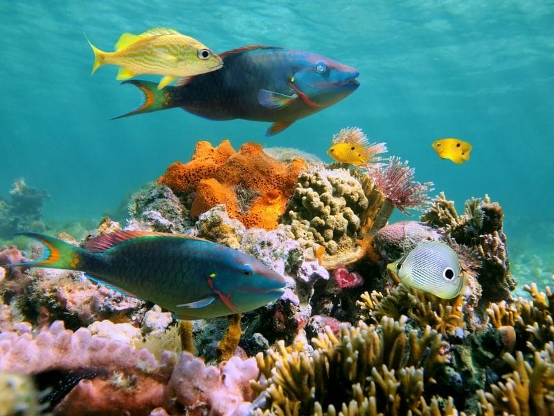 Cozumel underwater fishes