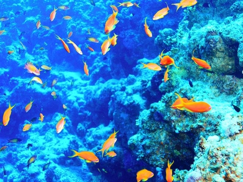 orange fishes underwater in Cozumel