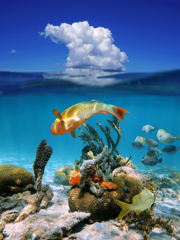 colorful fish and corals in cozumel