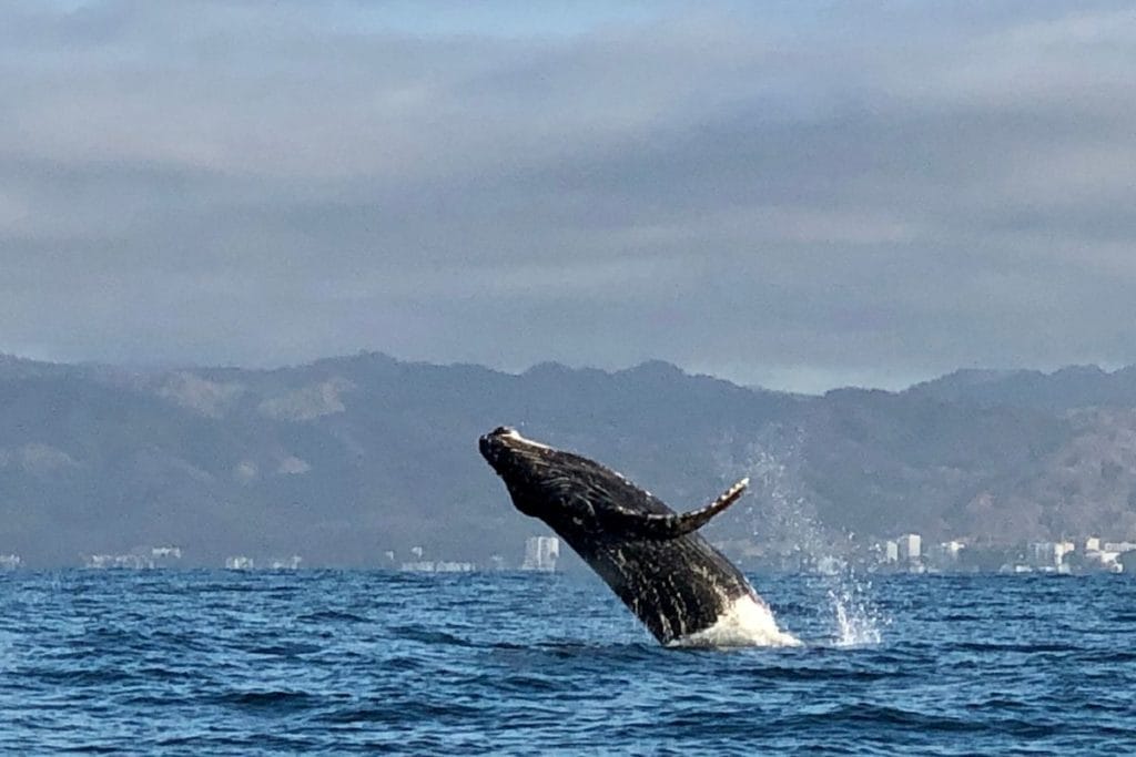 Whale watching in Puerto Vallarta