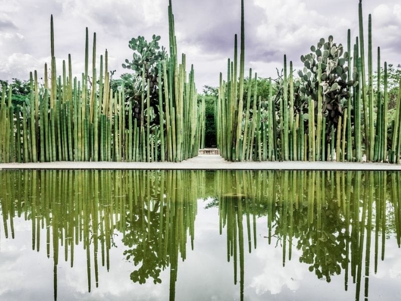 Oaxaca City Botanical Garden