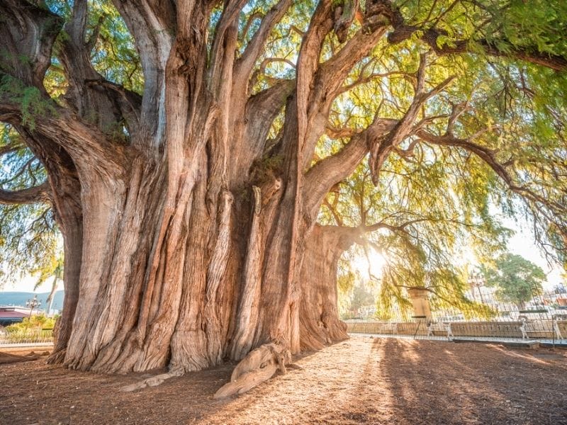 Tule Tree
