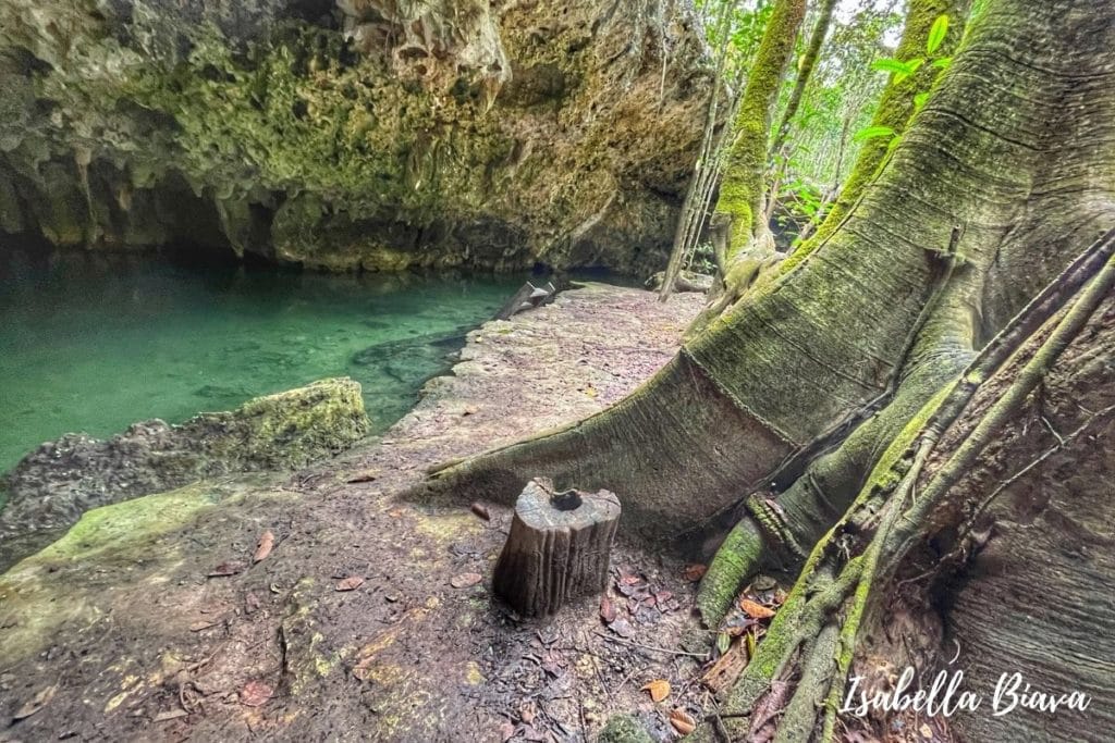 Cenote Isla Alamos 