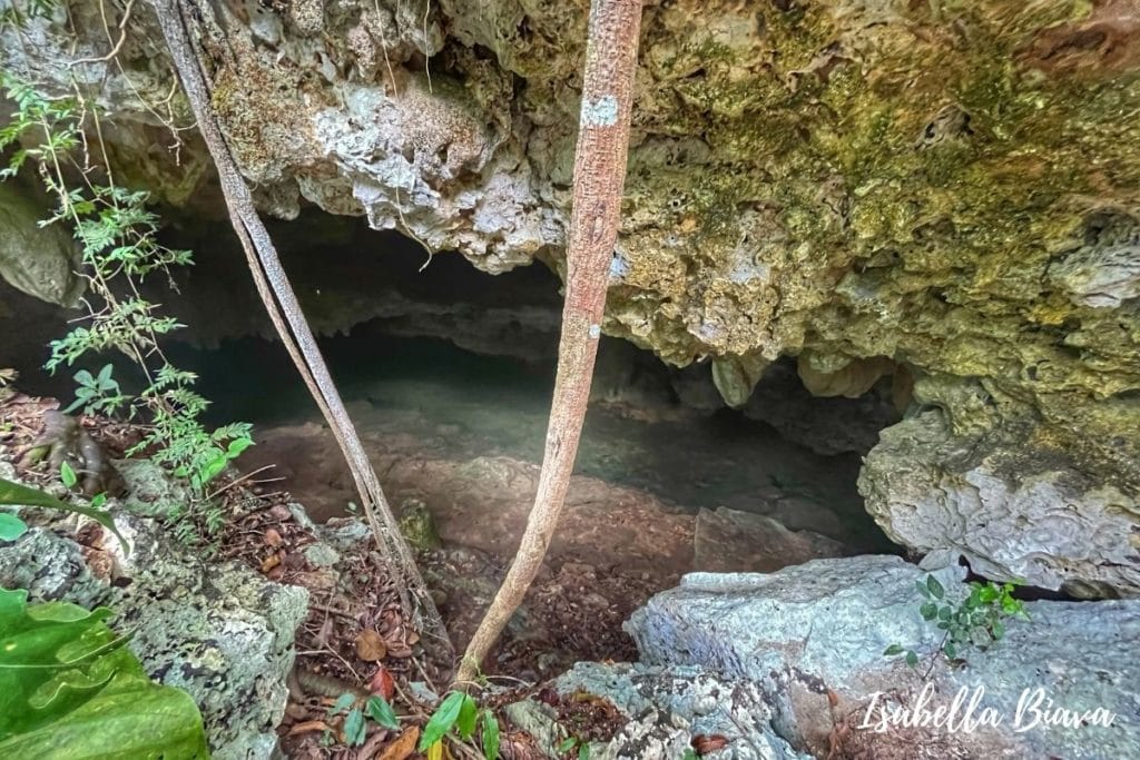 Cenote Isla Alamos trees 