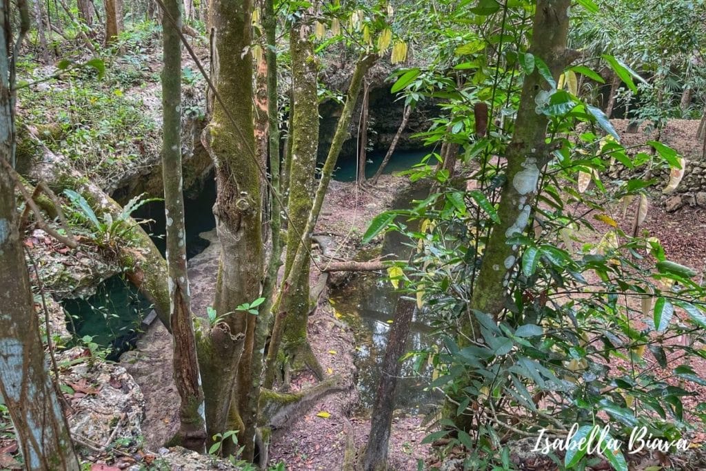 Cenote Isla Alamos 