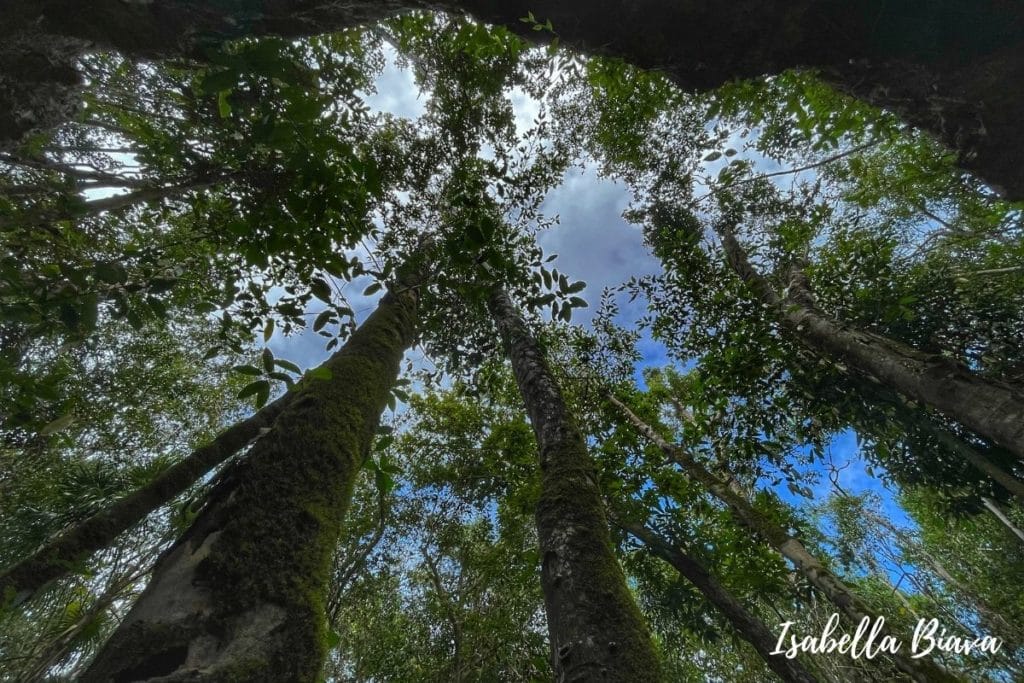 Cenote Isla Alamos  trees