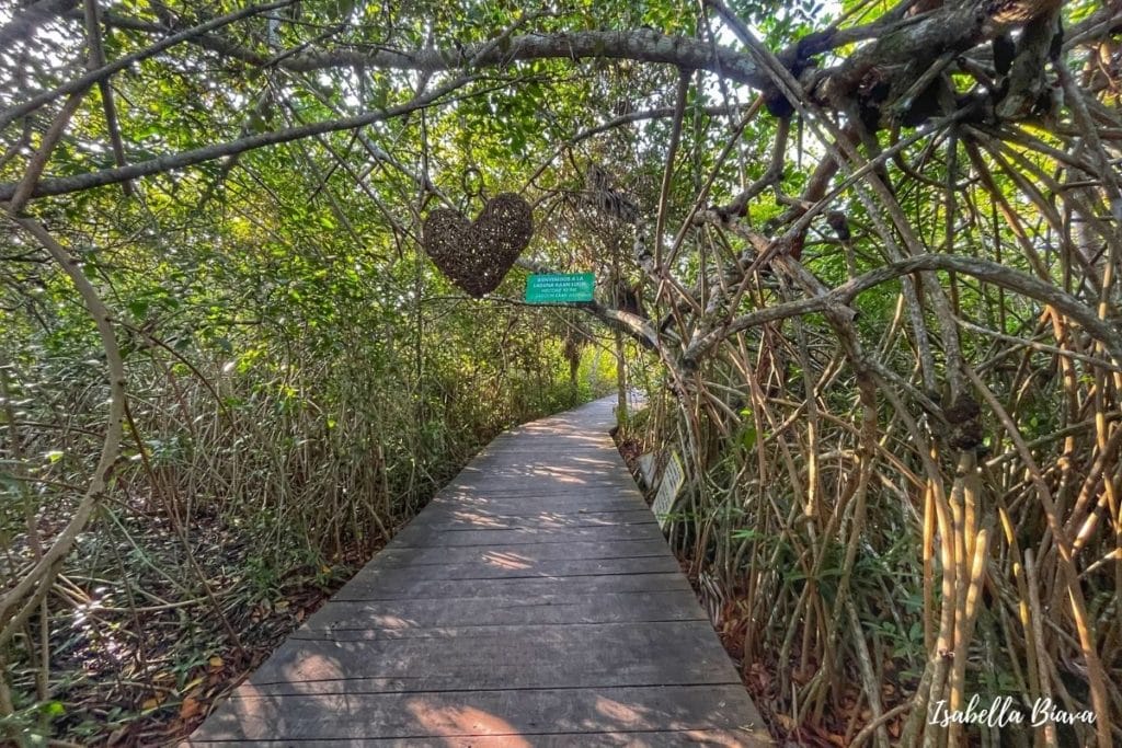 Kaan Luum path in the mangroves