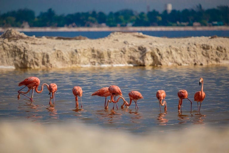Rio Lagartos Flamingoes