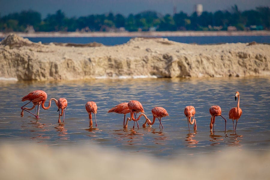 Rio Lagartos Flamingoes