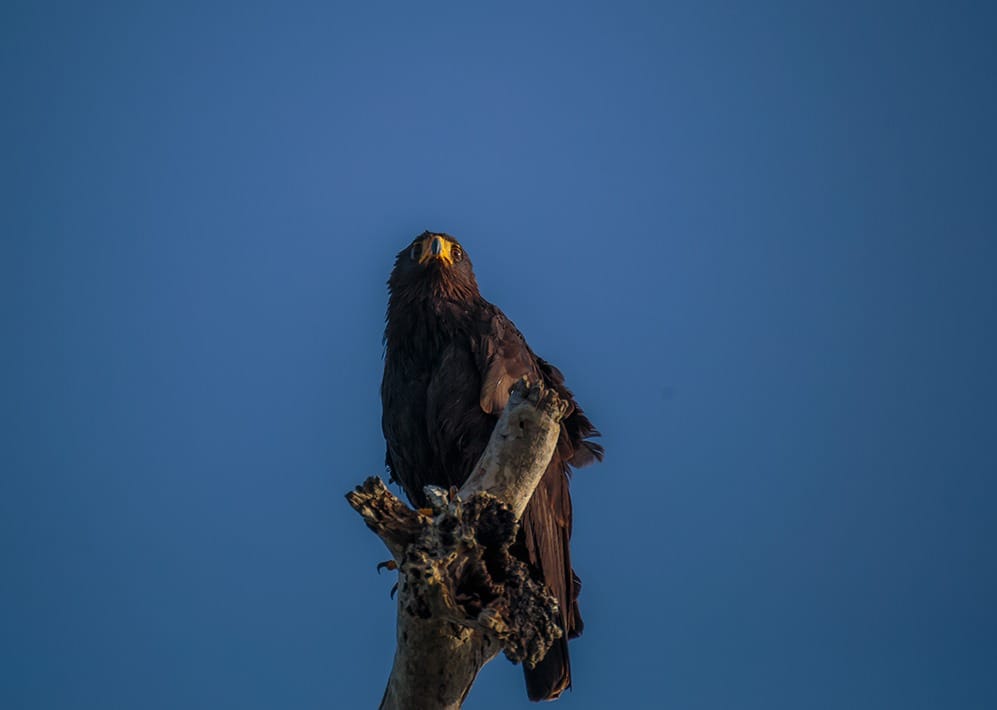 Rio Lagartos Hawk