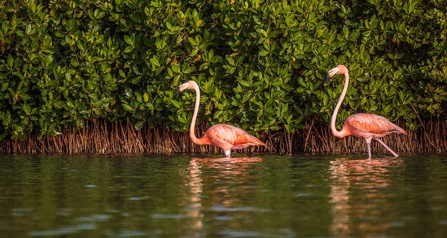 Rio Lagartos pink flamingos