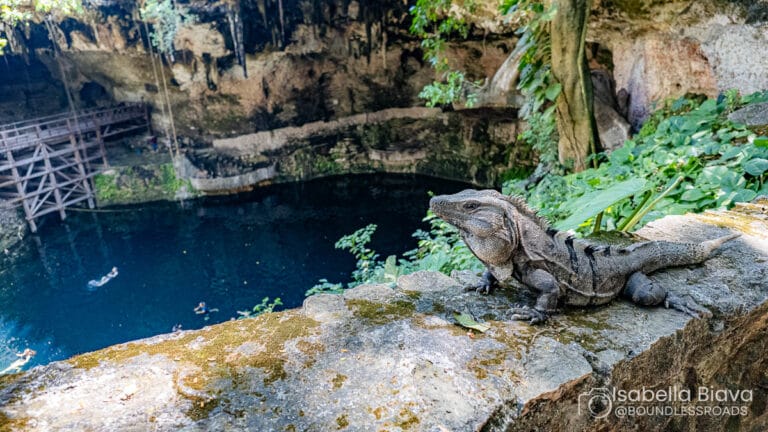 An iguana sits near a cenote, while a person swims below in clear water, surrounded by rocks and lush greenery.