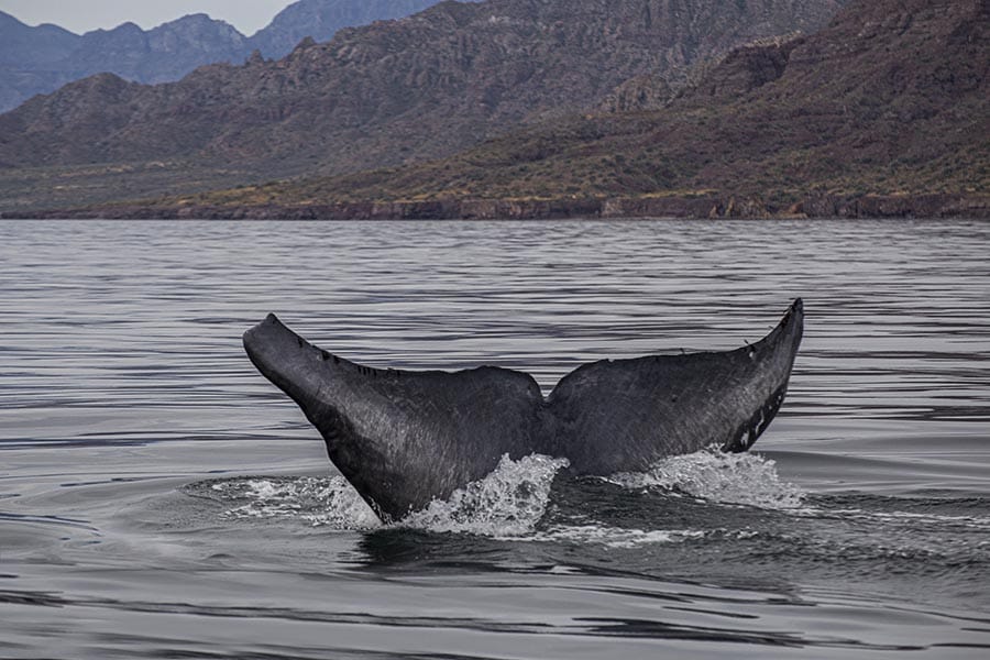 Blue whale tail