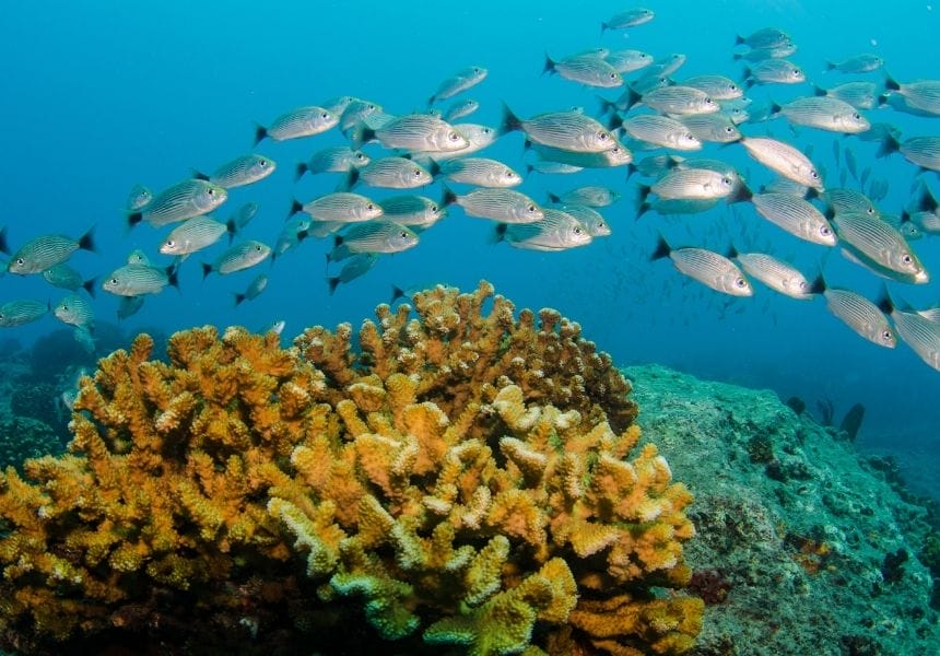 Diving in the Sea Of Cortez fishes